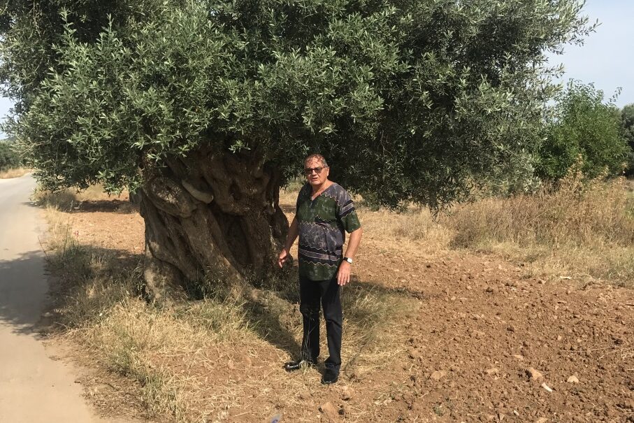 119 Greece, an olive tree near Athens, 2019